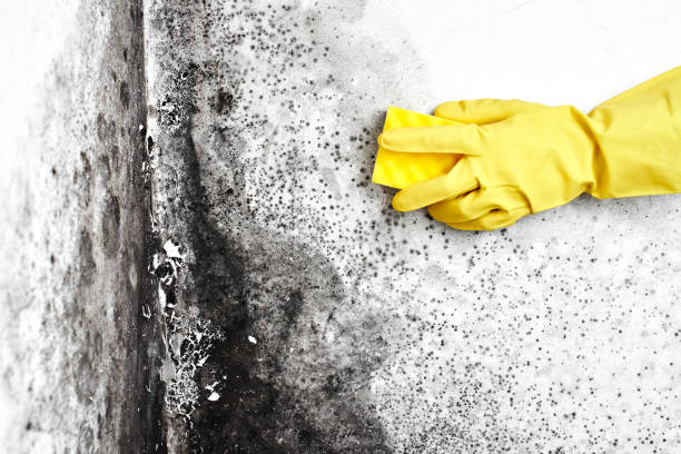 Office Mold Removal Services in Lockport, LA