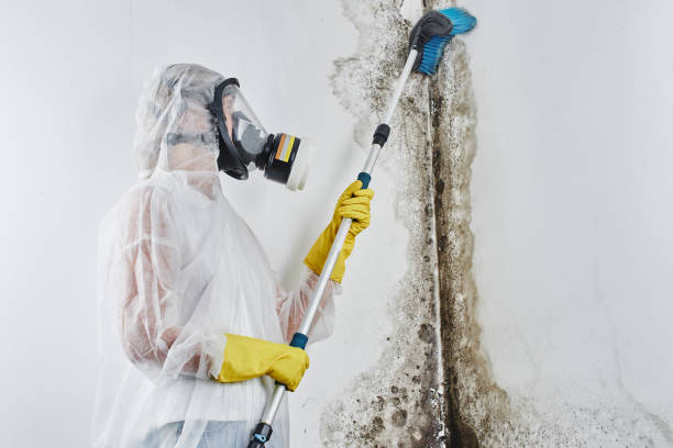 Professional Mold Removal in Lockport, LA