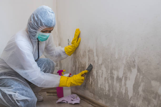 Best Certified Mold Removal  in Lockport, LA
