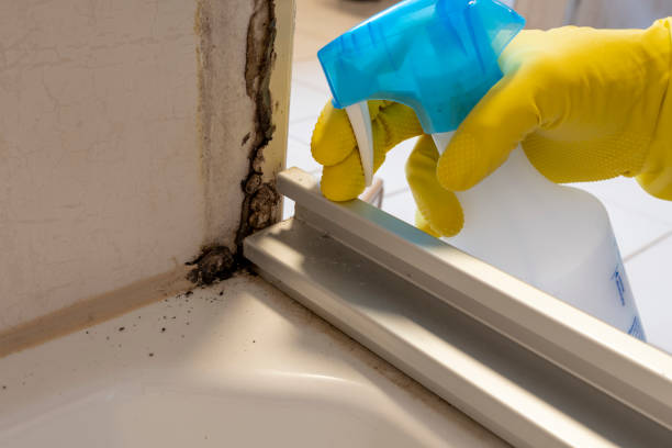 Best Affordable Mold Removal  in Lockport, LA