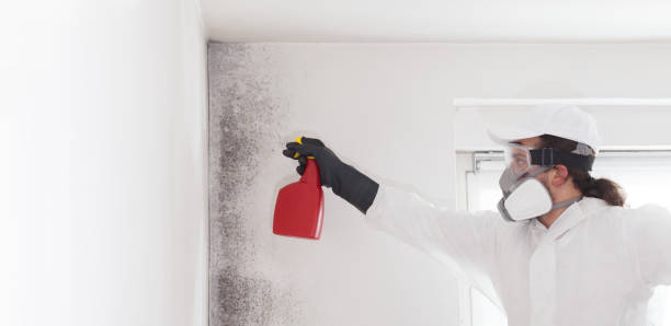Best Fast Mold Removal  in Lockport, LA