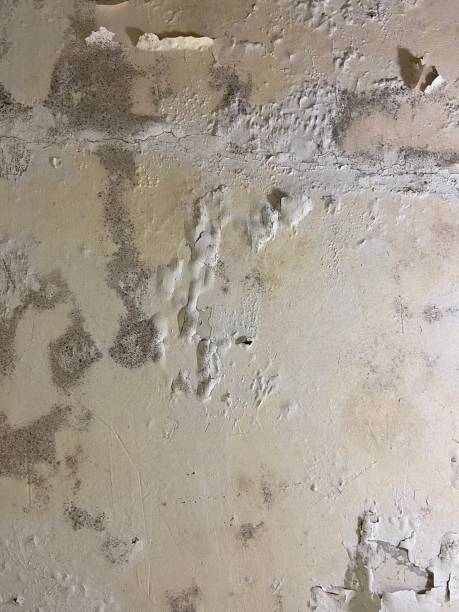 Best Black Mold Removal  in Lockport, LA