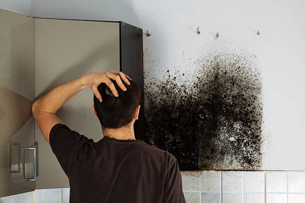 Best Same-Day Mold Removal  in Lockport, LA