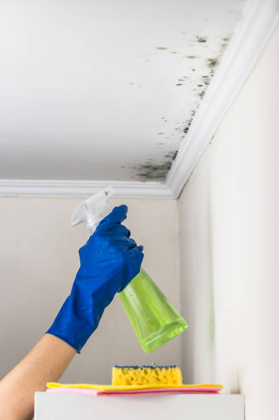 Best Local Mold Removal Service  in Lockport, LA