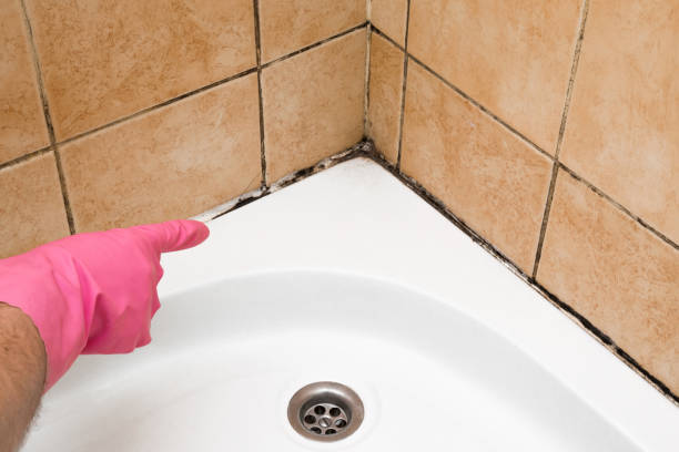Best Mold Cleaning Services  in Lockport, LA