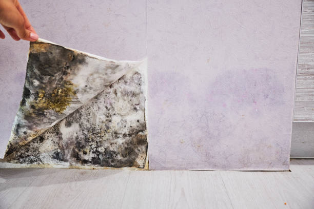 Best Mold Testing  in Lockport, LA